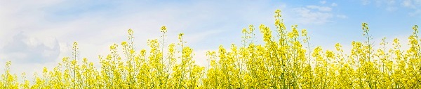 Mustard Seeds Header