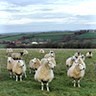 23rd December- While Shepherds Watched Their Flocks