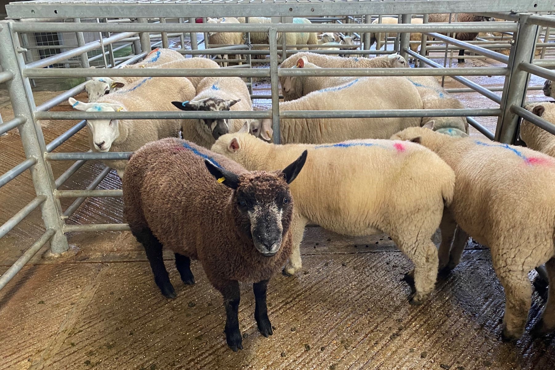 Agents of love- Salisbury Livestock Market