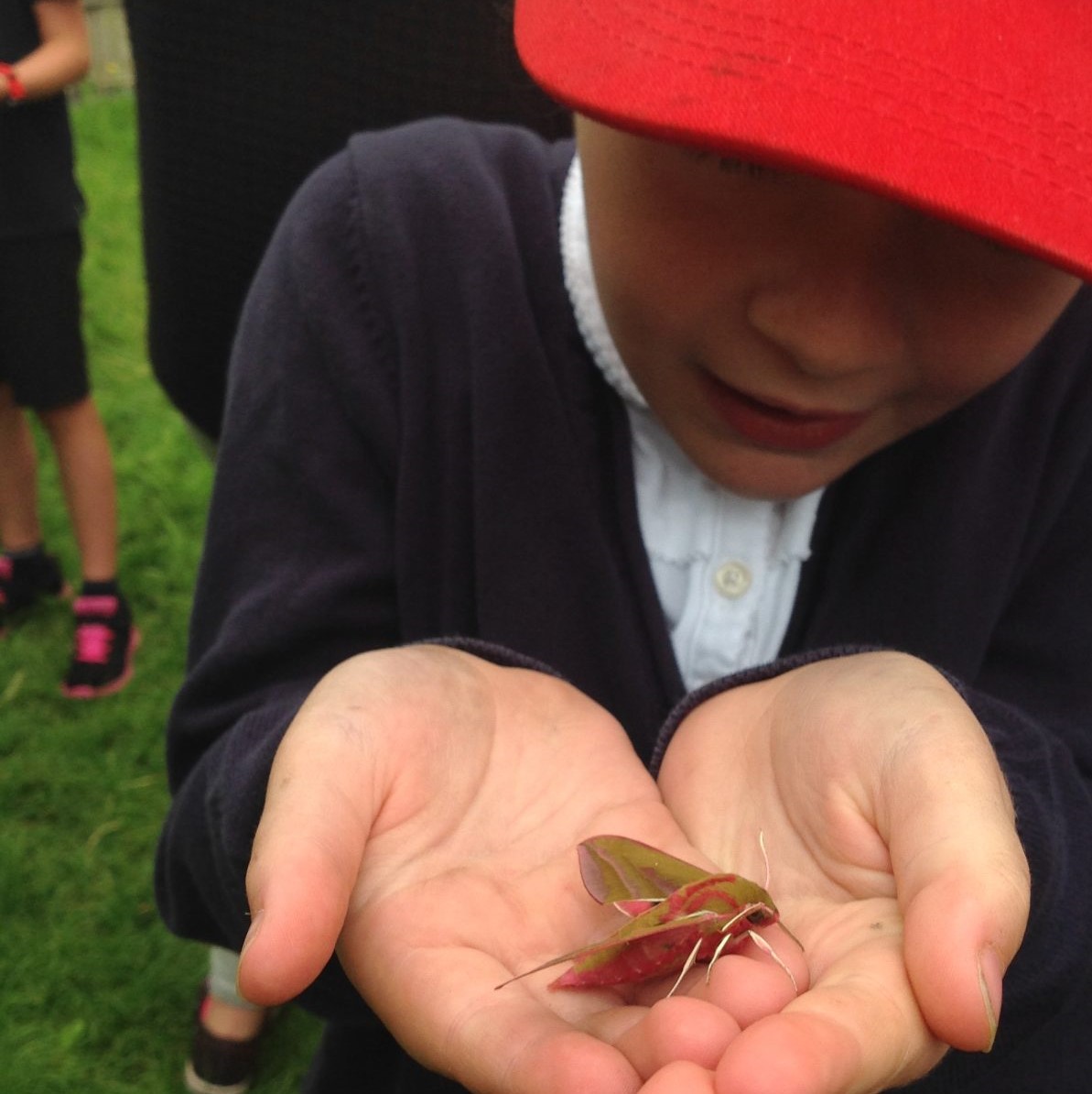 Counting on Nature- Elephant Hawk Moth