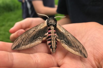 Counting on Nature- Hawk Moth