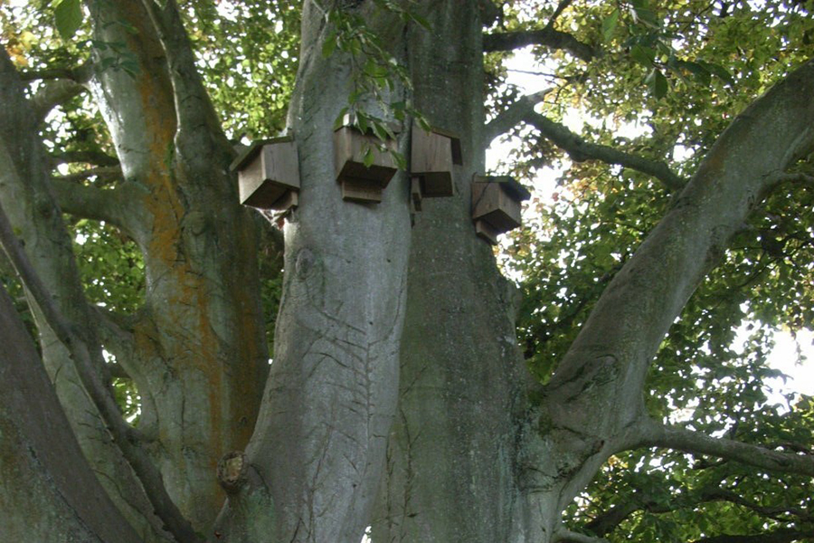 Silver and Gold- churchyard bat boxes