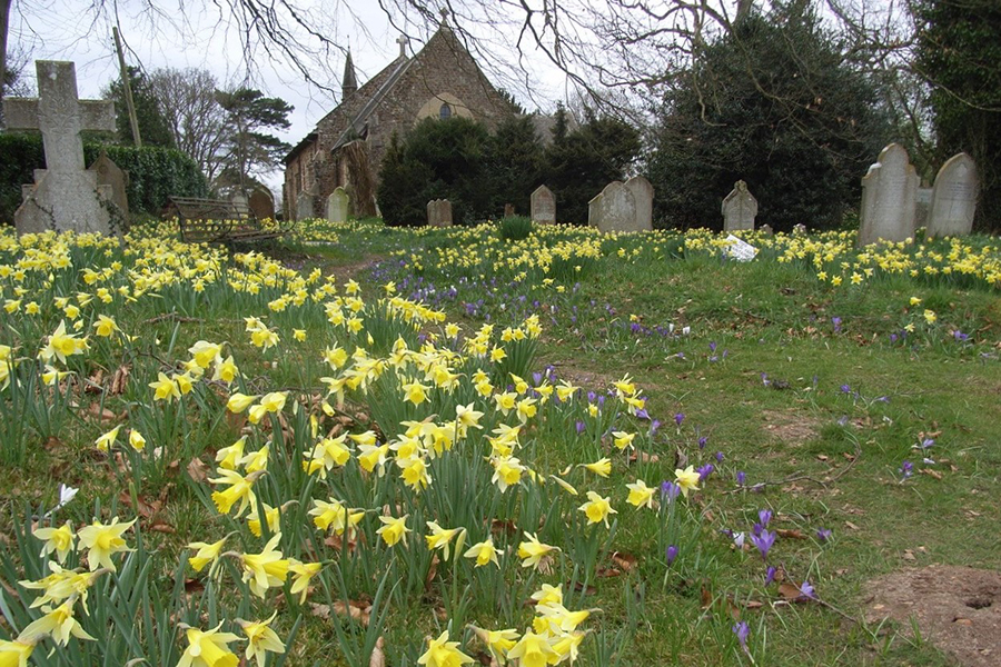 Silver and Gold- churchyard daffodils