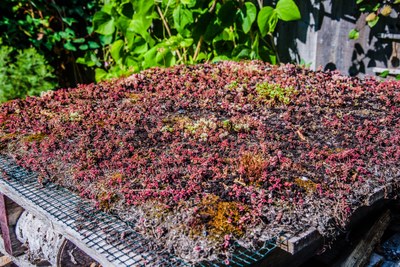 Bug Hotel Roof.jpg