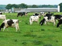 Call for Churches to Back Dairy Farmers