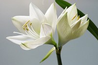 Consider the lilies