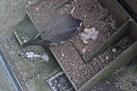 Fourth Cathedral peregrine egg hatches