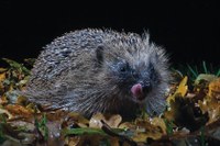 Hedgehog Awareness Week, 5th - 11th May