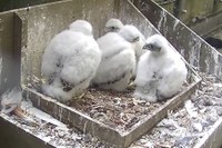 Peregrine chicks named