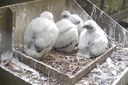 Peregrine chicks named