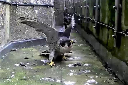 Peregrines go live