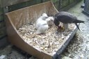 Public asked to name peregrine chicks