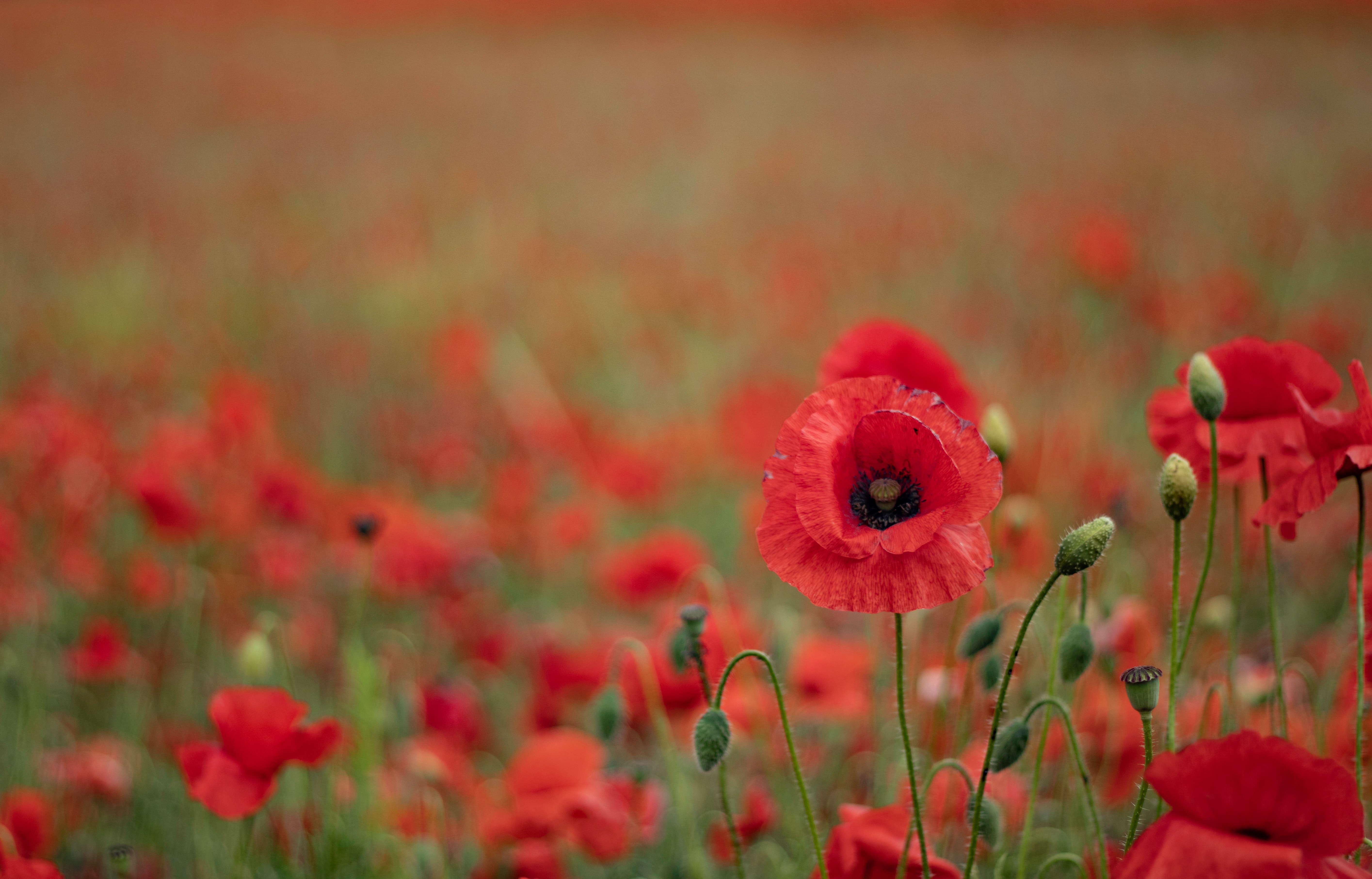 Remembrance Sunday this Weekend