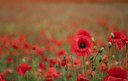 Remembrance Sunday this Weekend