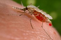 Saving Lives from Malaria