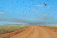 Swarming locusts threaten lives