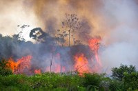 The Amazon Rainforest Fires