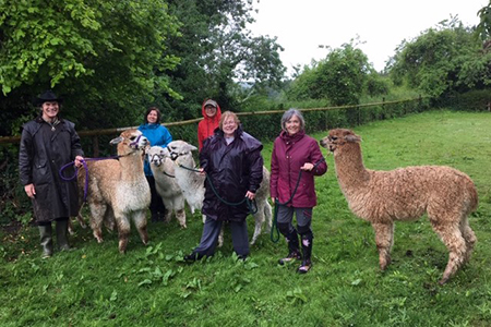 Walking with Alpacas