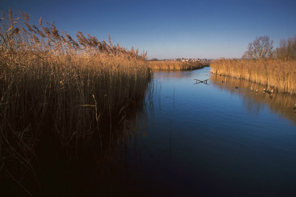 Radipole Lake 